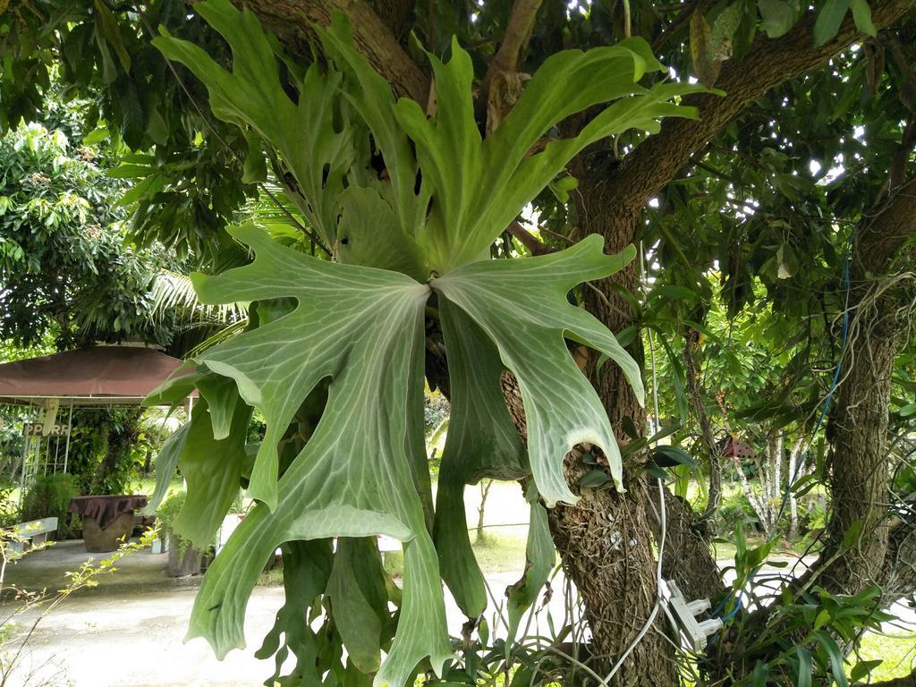 Oui Kaew Home Stay Phayao Exterior foto
